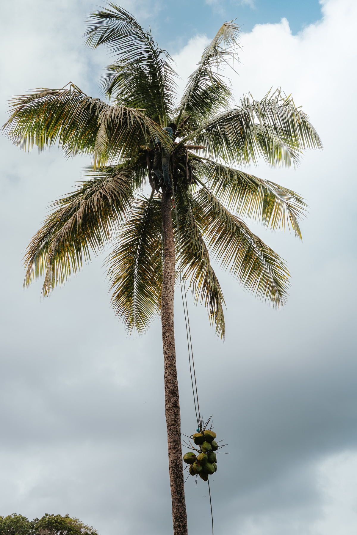Photographie de reportage en Guadeloupe