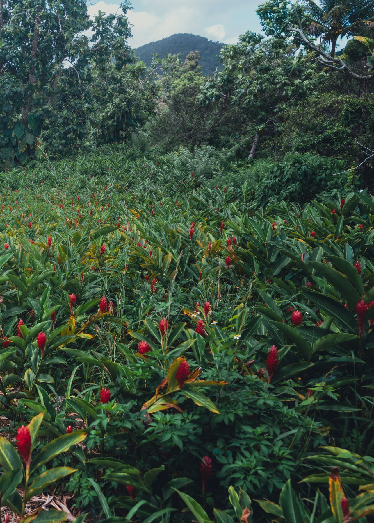 Photographie de reportage en Guadeloupe